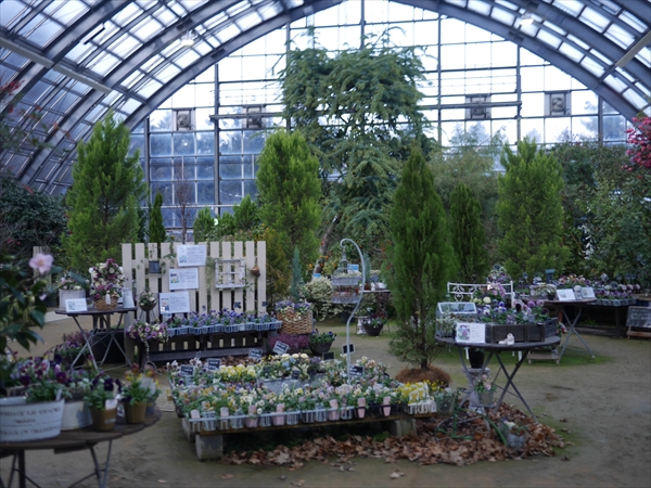 大温室のミモザ