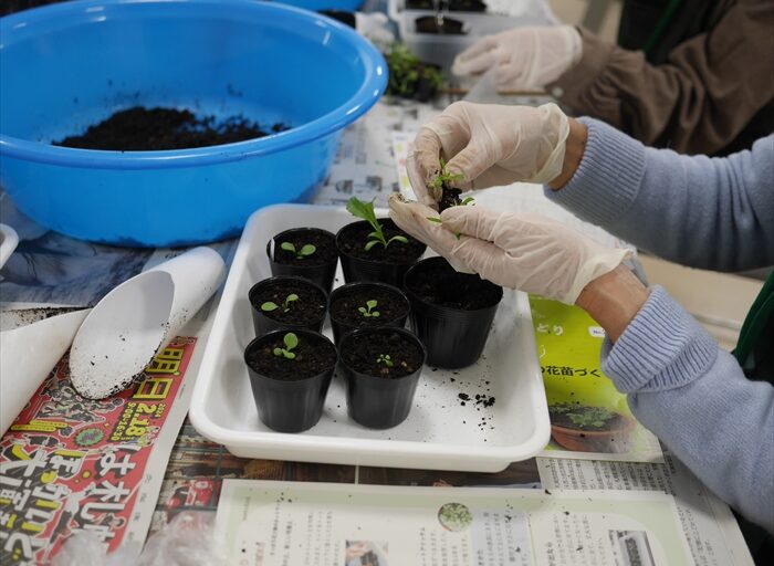 ポットあげの様子