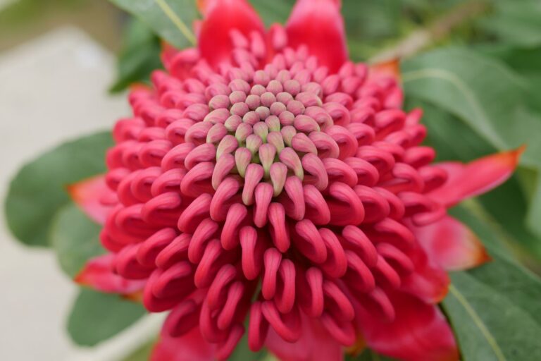 テロペアスペキオシッシマ