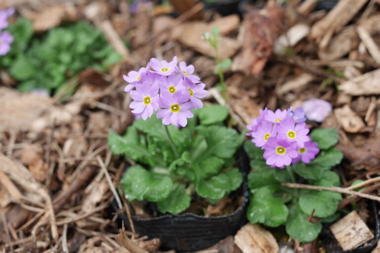 ネムロコザクラ