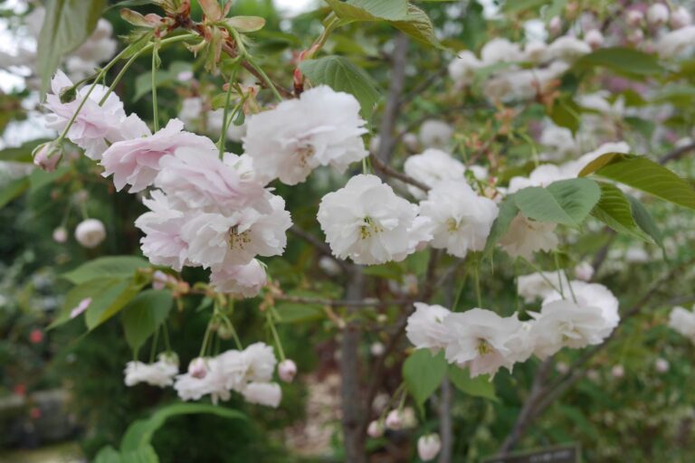 サトザクラ(普賢象)