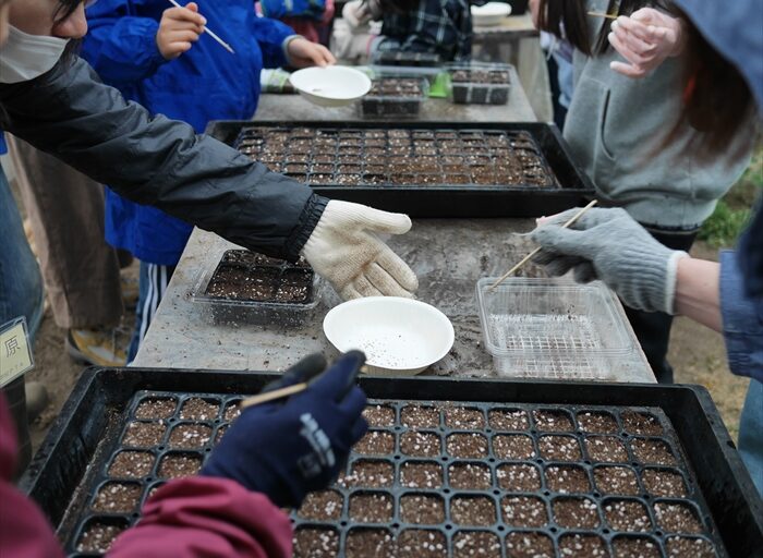 クリサンセマムの種まきをしている