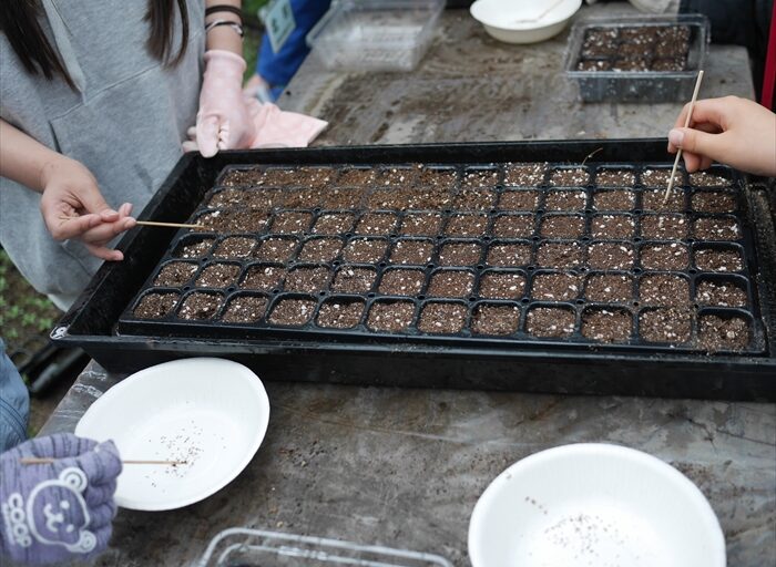 クリサンセマムの種まき