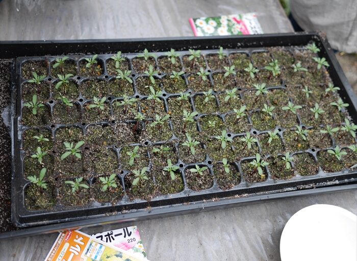 マリーゴールドの苗