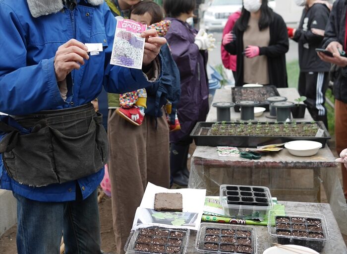 ロベリアの種を見せている