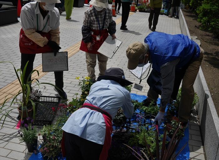 花苗の仕分けをしている
