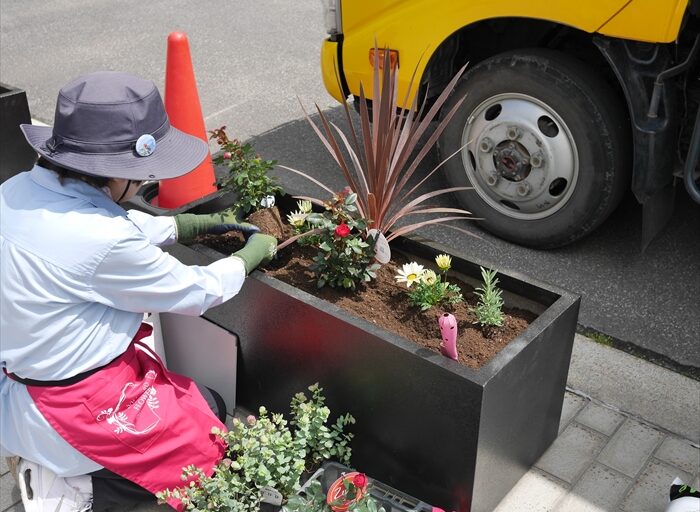 コンテナに苗を配置している