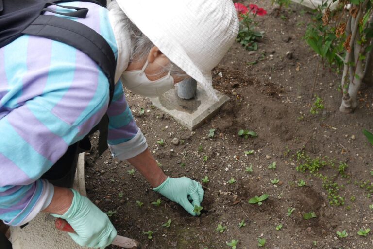 種から育てた苗を花壇に植えている様子