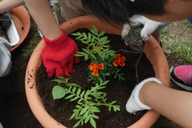 苗を植えている