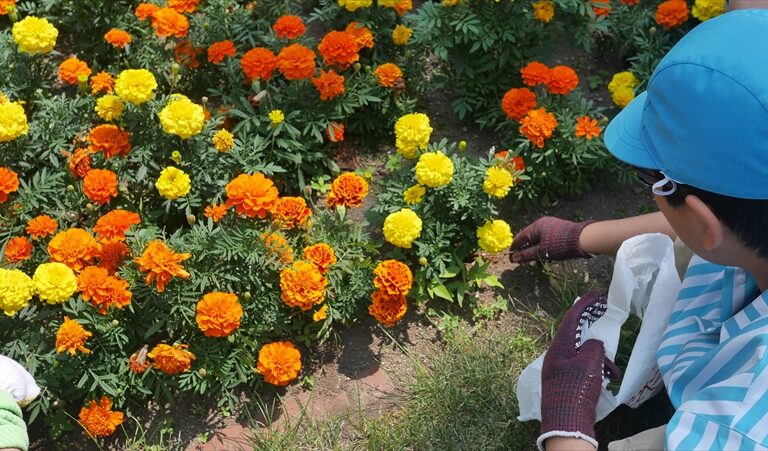 花がらをつんでいる