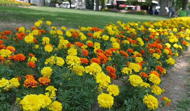 手入れの終わった花壇のようす