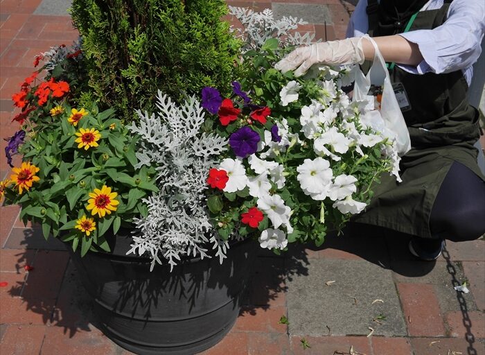 成長が著しかった白いペチュニアのコンテナ