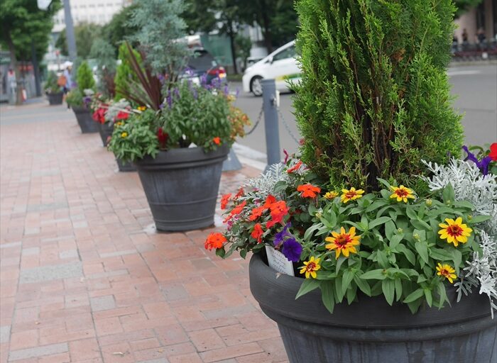札幌駅前ストリートガーデンのメンテナンスのようす