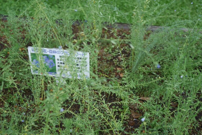 麻生緑地の一年草亜麻