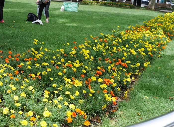 メンテナンス後の花壇