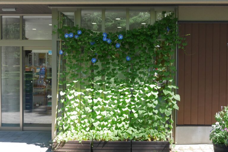 アサガオの緑のカーテン