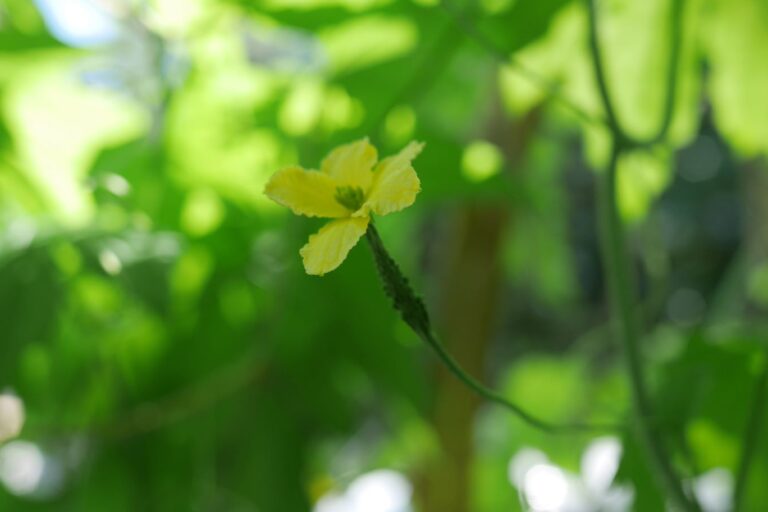 ゴーヤ(雌花)