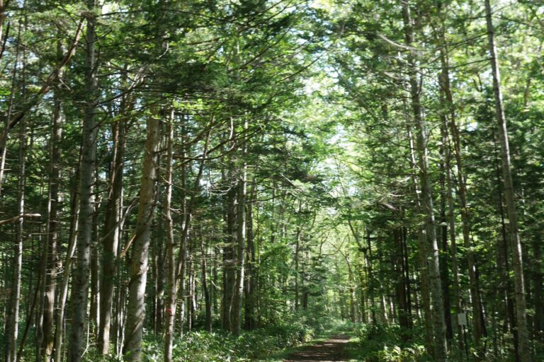 野幌森林公園の様子