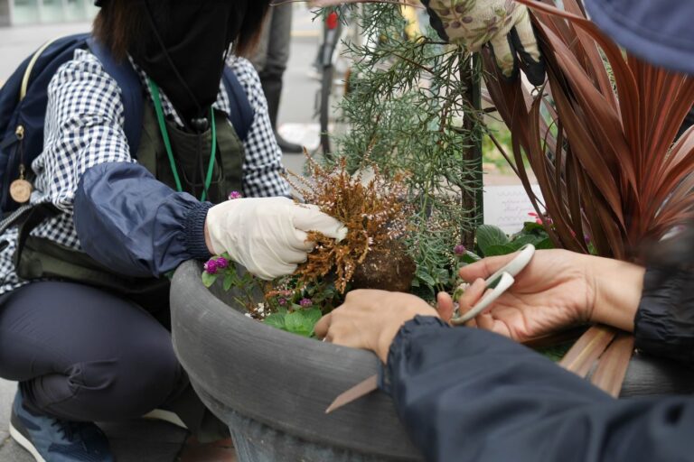 ポコッと抜けた苗