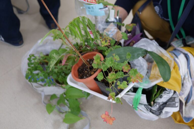 植物を持ち帰る様子