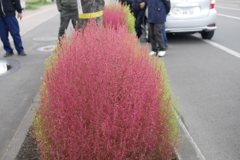 真ん中は赤く、フチは緑のコキアのようす