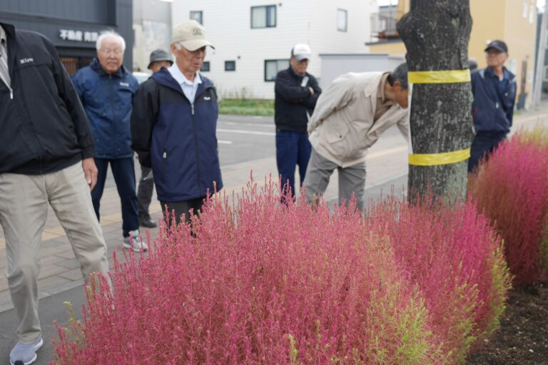 コキア観察会のようす