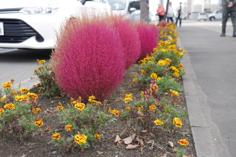 コキアと周りの植栽のようす