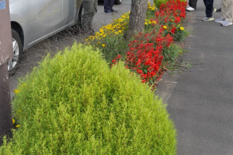 山のような形のコキア