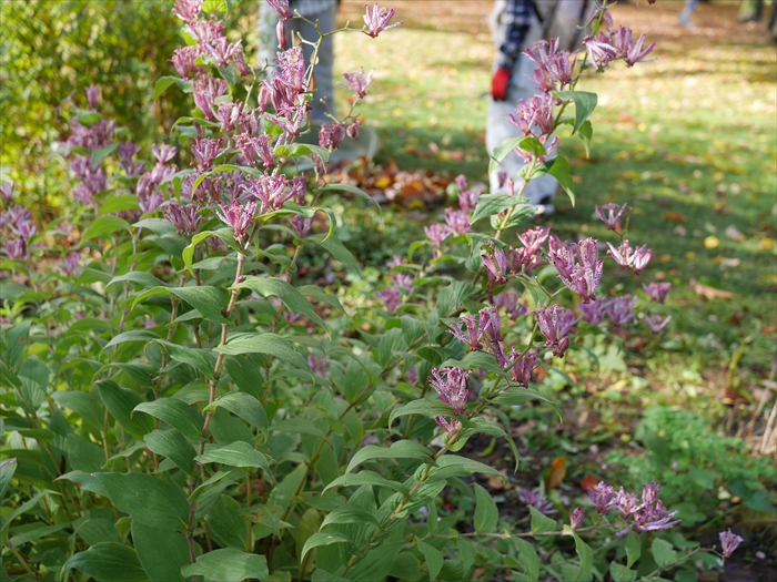 ホトトギスの花