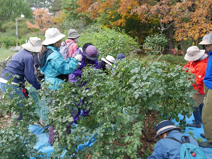 バラの葉をむしっている