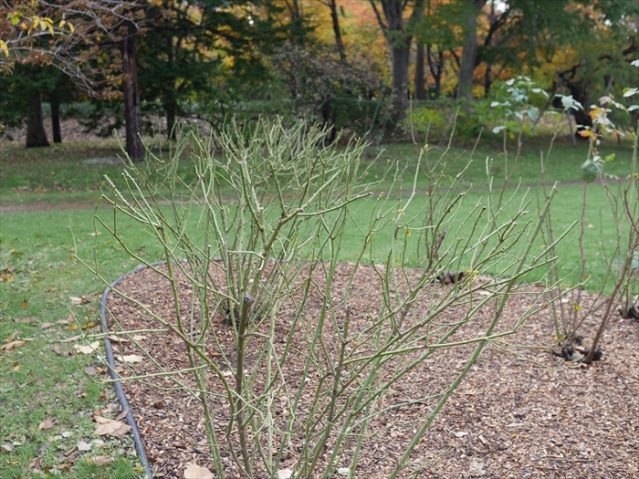 剪定をして葉むしりをしたバラ