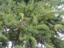 大温室のミモザ