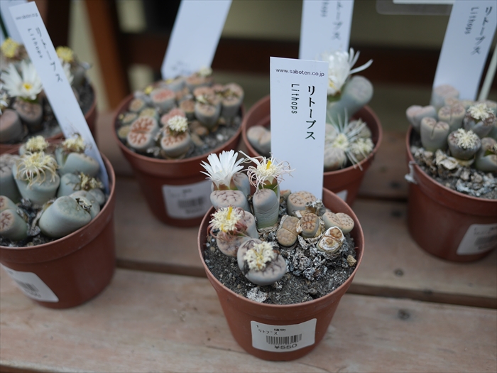 多肉植物の開花