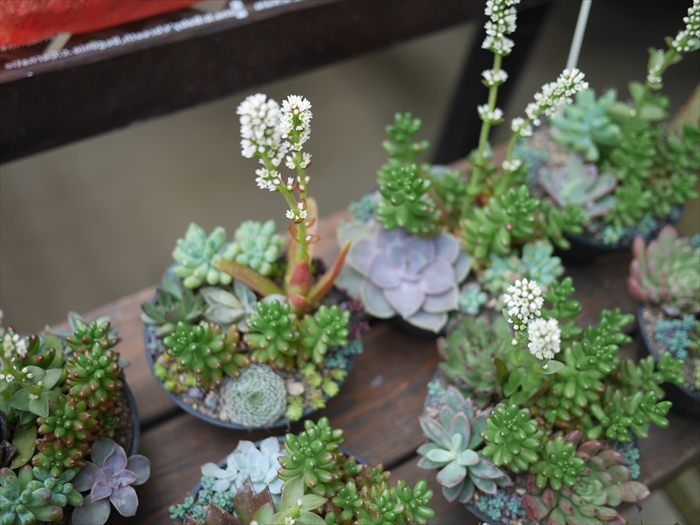 多肉植物の開花