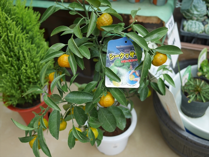 シークワーサーの苗