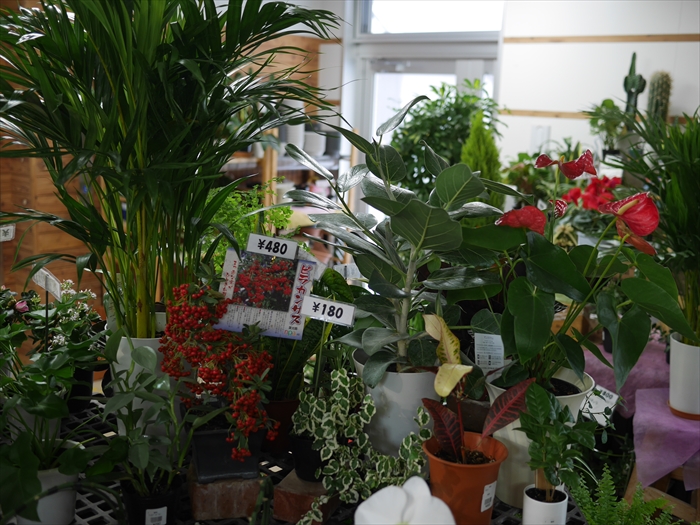 オアシスの陳列棚の植物