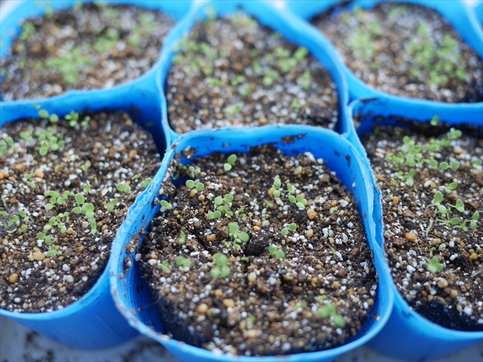 ペチュニアの発芽の様子