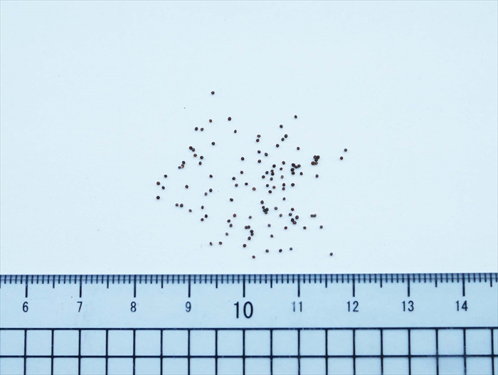 ペチュニアの種