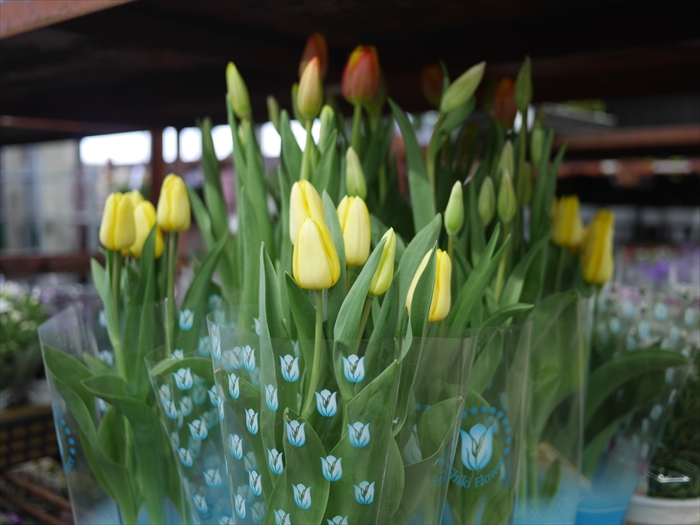 チューリップの鉢