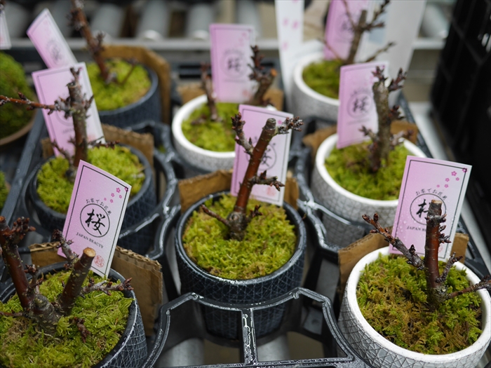 サクラの苔玉