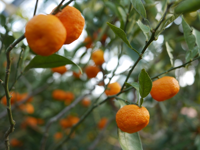 柑橘類