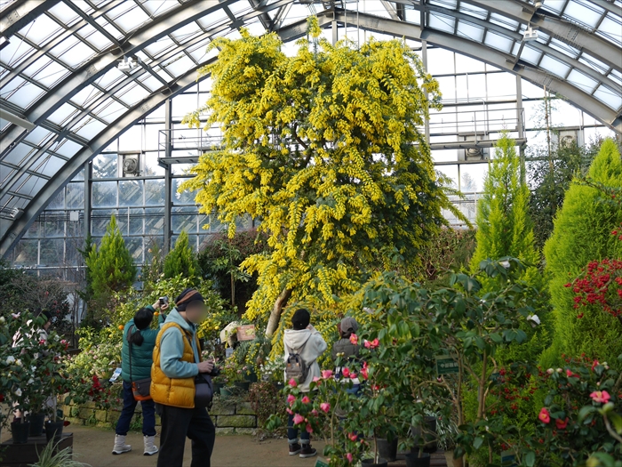 百合が原のミモザの満開