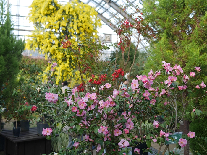 ミモザとツバキの開花の様子