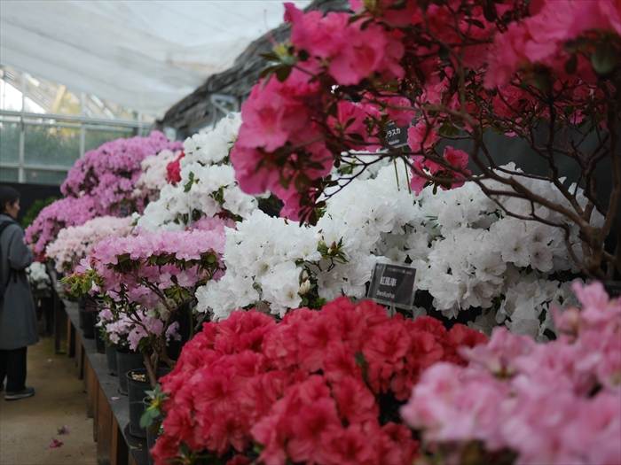 アザレアの展示