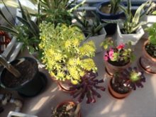 クロボウシの花