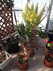 クロボウシの花