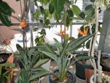 ストレリチアの花