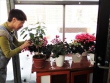 シクラメンのコーナー