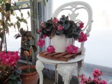 シクラメンの花