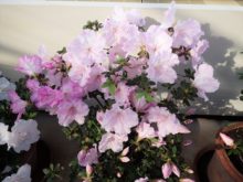 アザレアの満開の様子